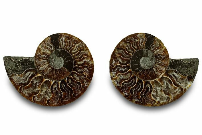 Cut & Polished, Agatized Ammonite Fossil - Madagascar #323351